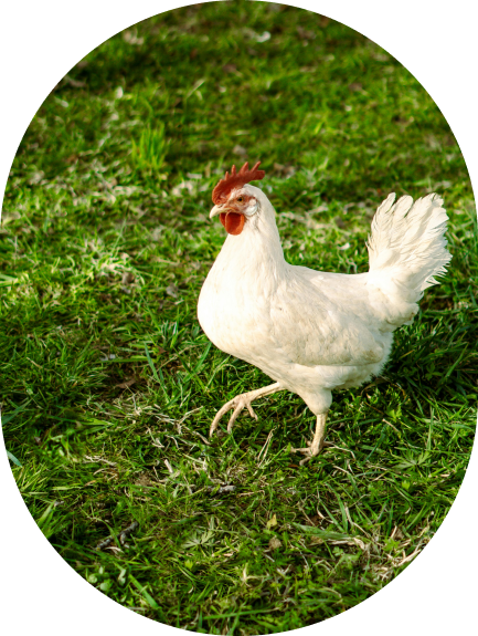 Poultry farming